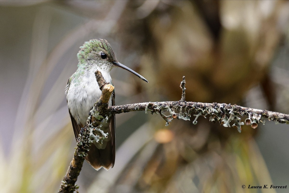 kolibřík bělobřichý - ML621292715