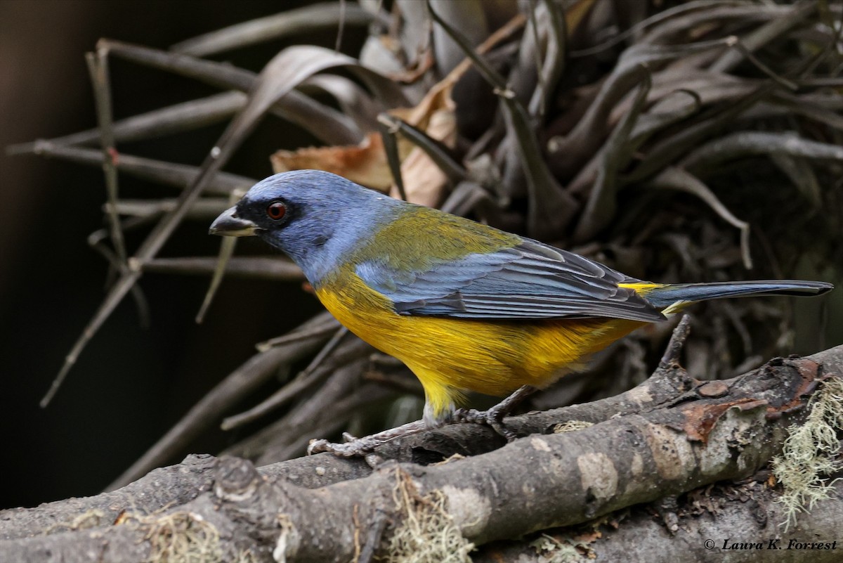 Blue-and-yellow Tanager - ML621292726