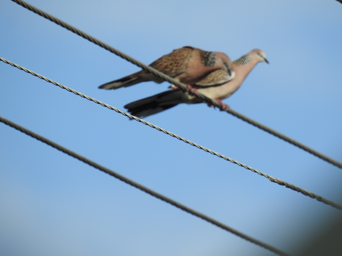 Spotted Dove - ML621292825