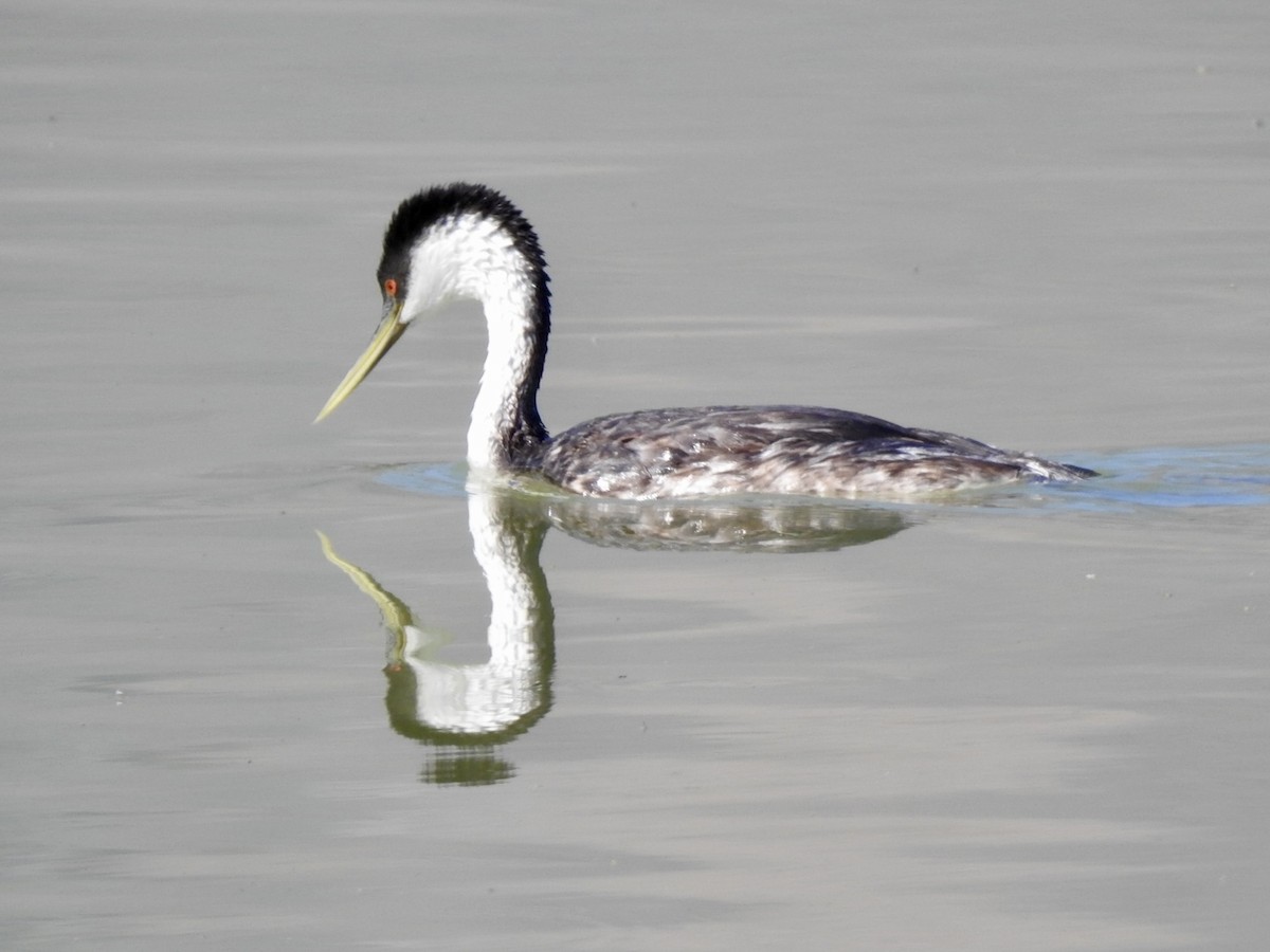 Western Grebe - ML621292864