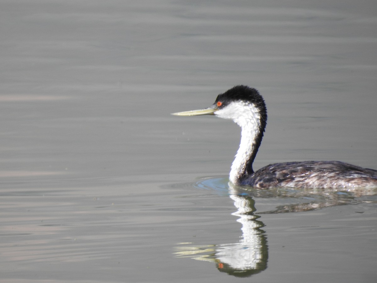 Western Grebe - ML621292867