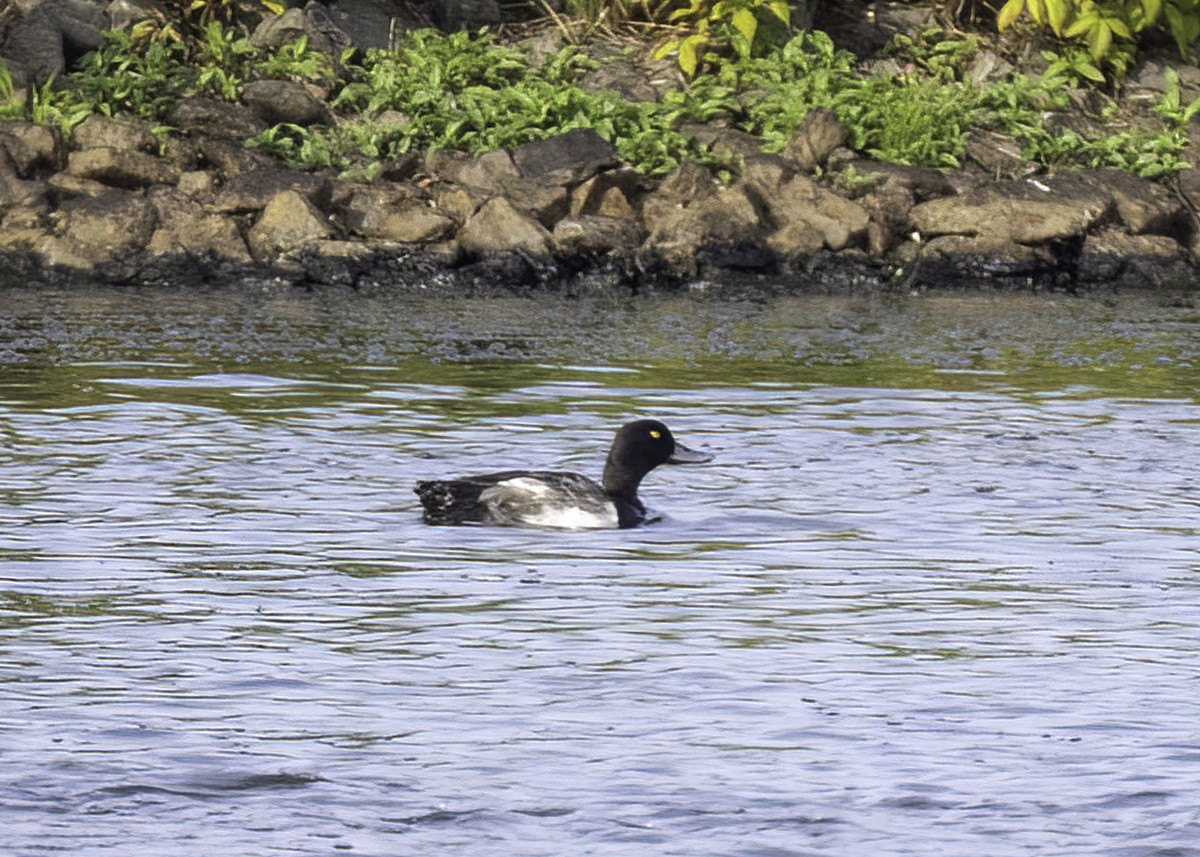 Greater Scaup - ML621292939