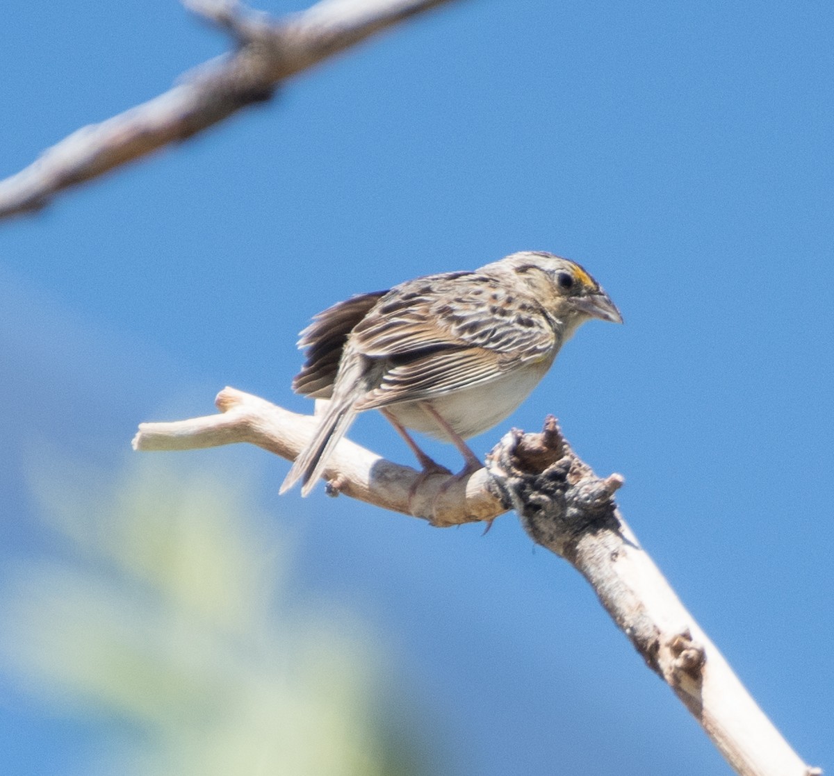 Grasshopper Sparrow - ML621292941