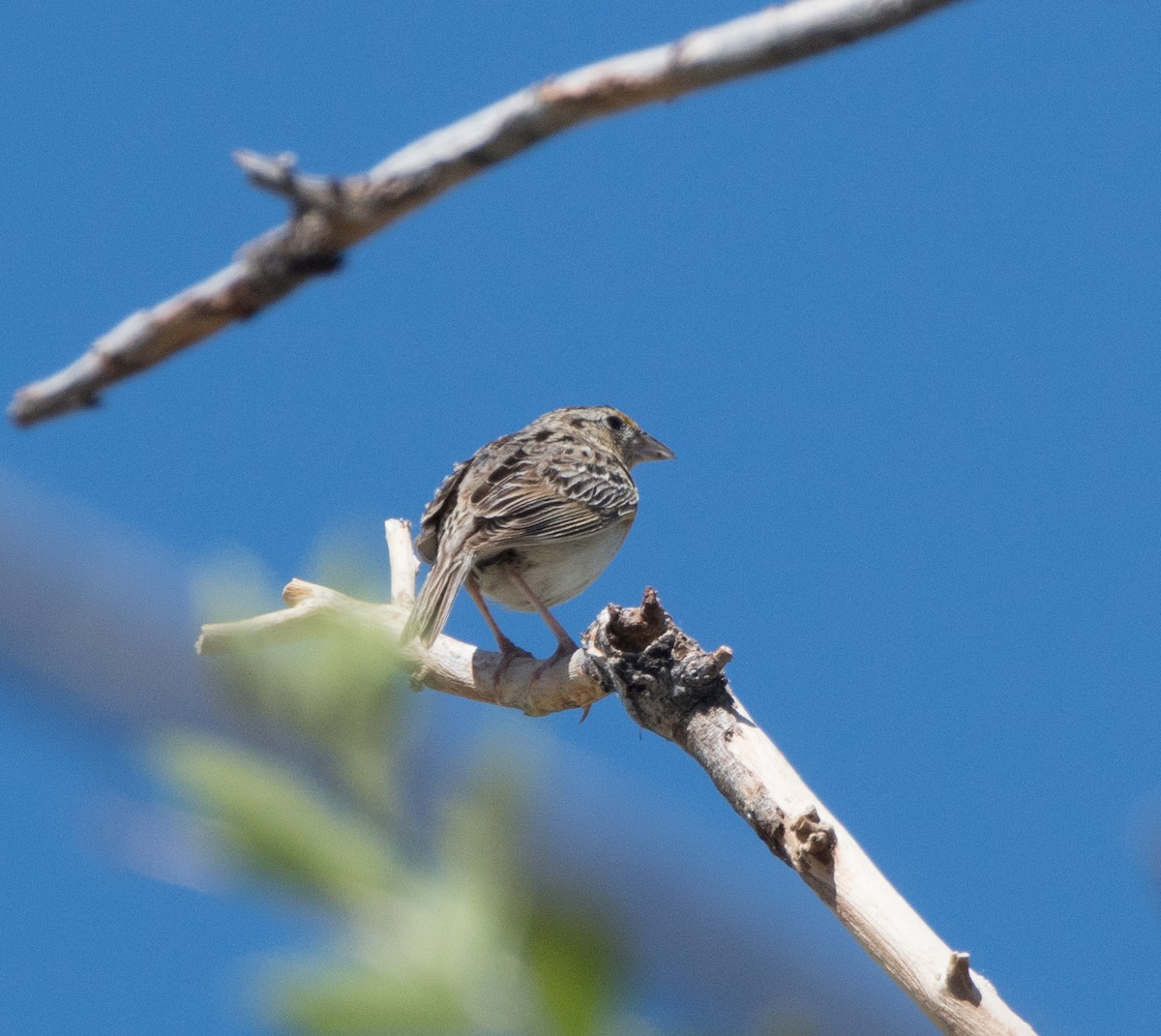 Grasshopper Sparrow - ML621292942
