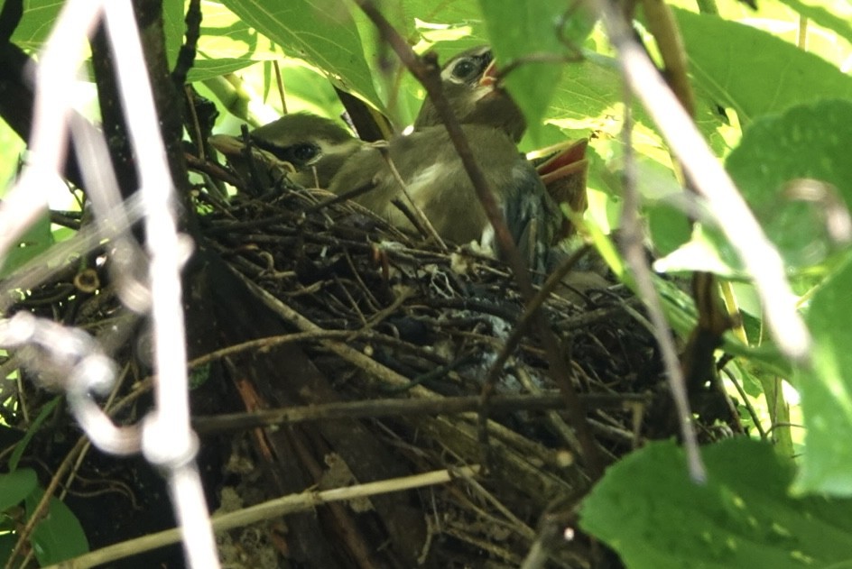 Cedar Waxwing - ML621292944