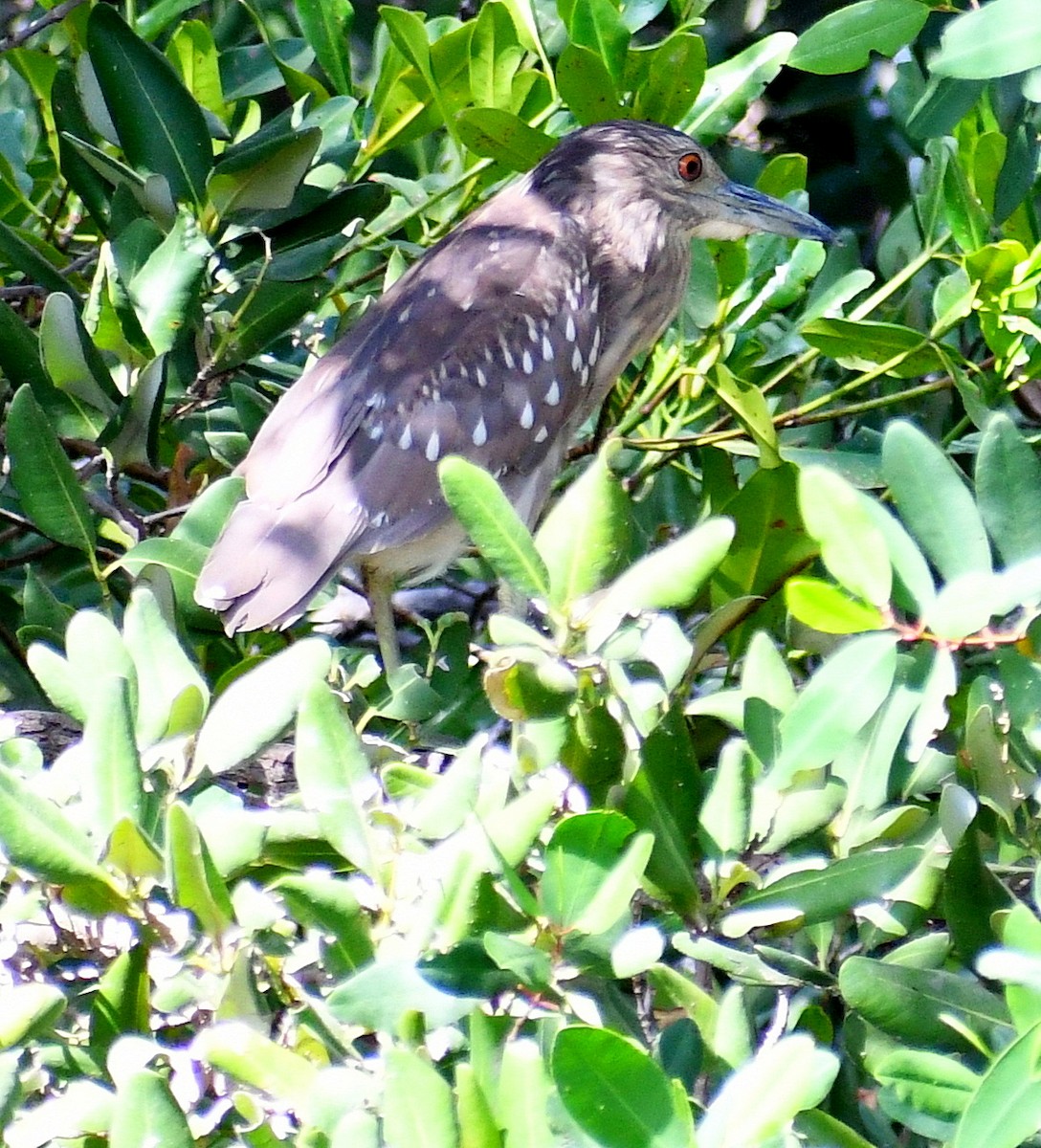 Black-crowned Night Heron - ML621292972