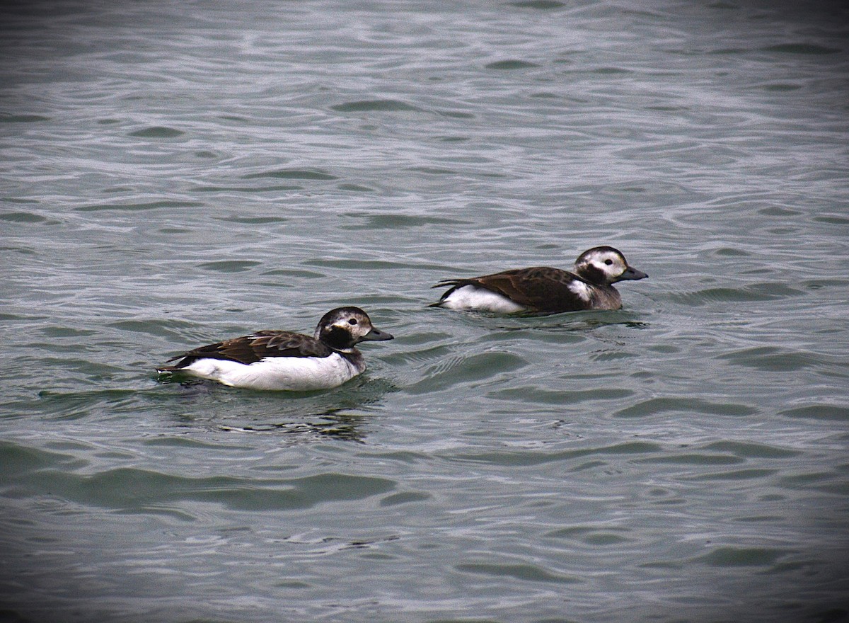 Long-tailed Duck - ML621293007