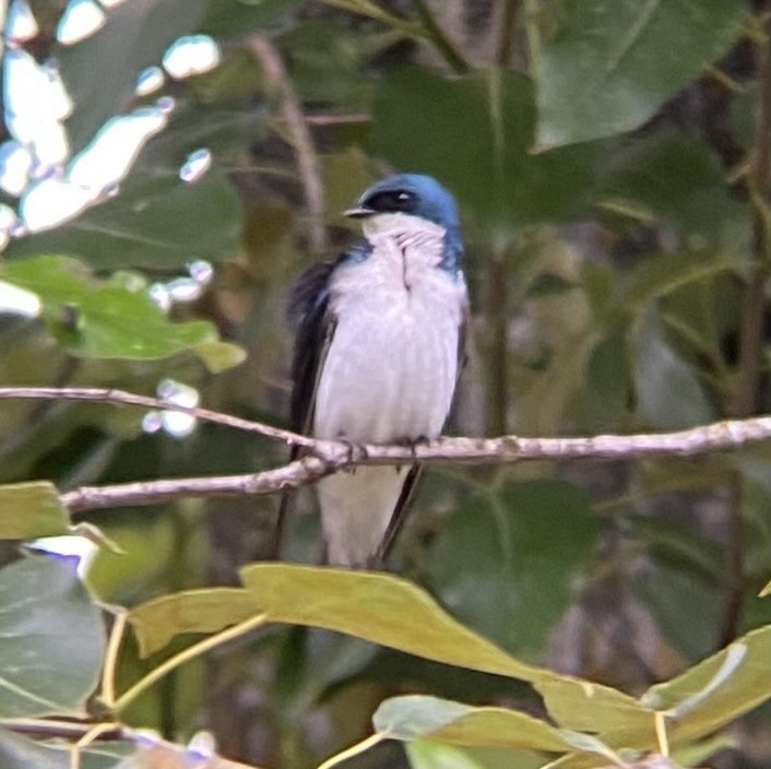 Tree Swallow - ML621293023