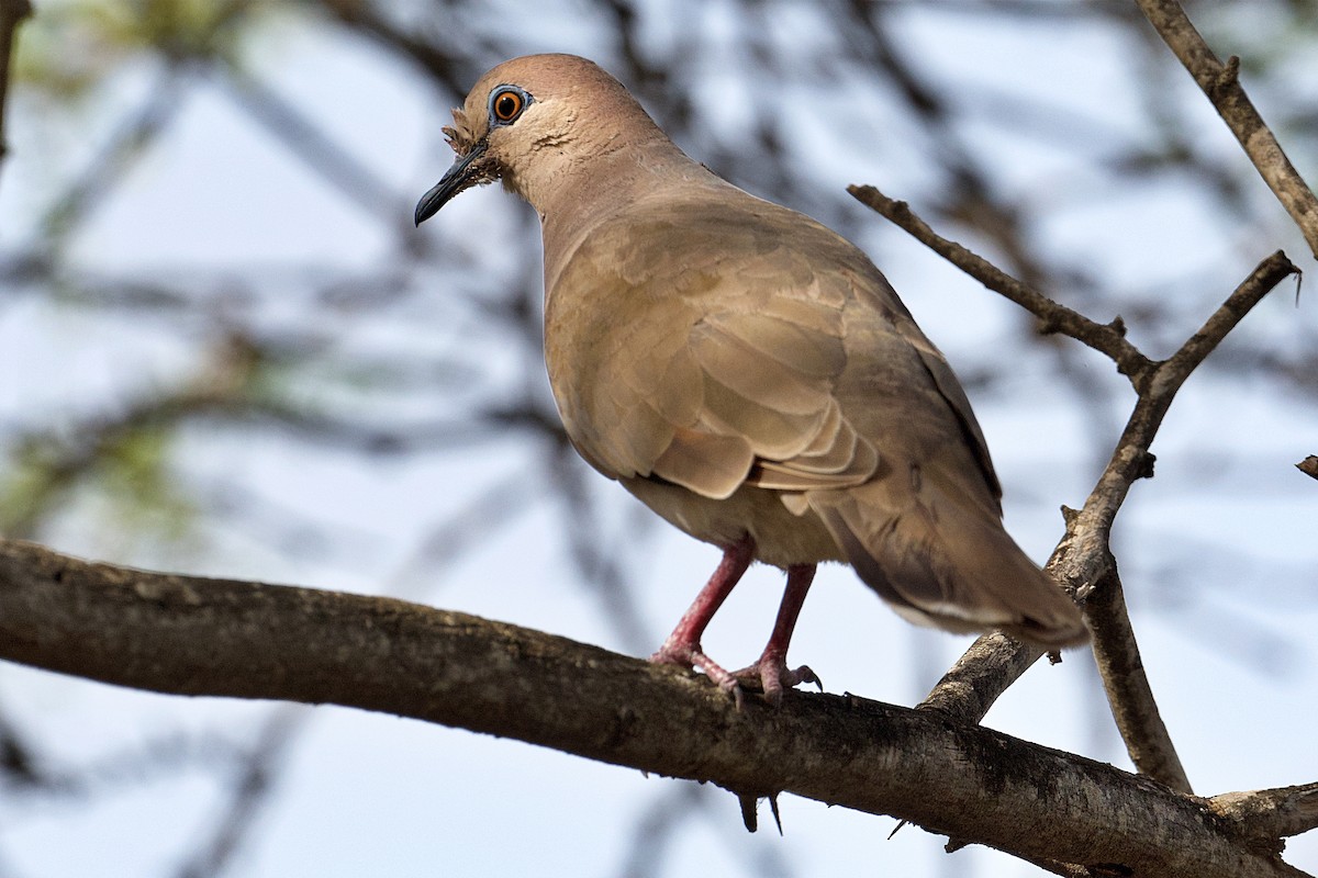 White-tipped Dove - ML621293083