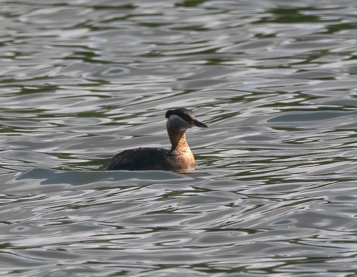 Red-necked Grebe - ML621293120