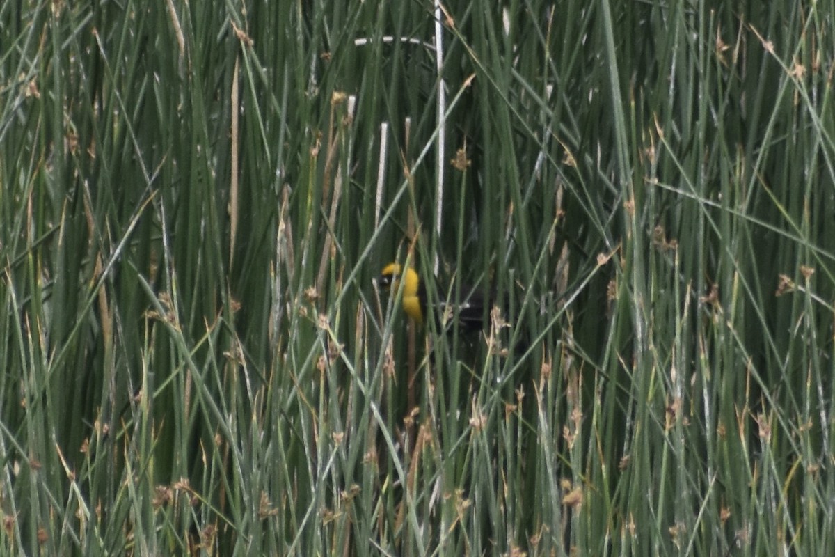 Yellow-headed Blackbird - ML621293155