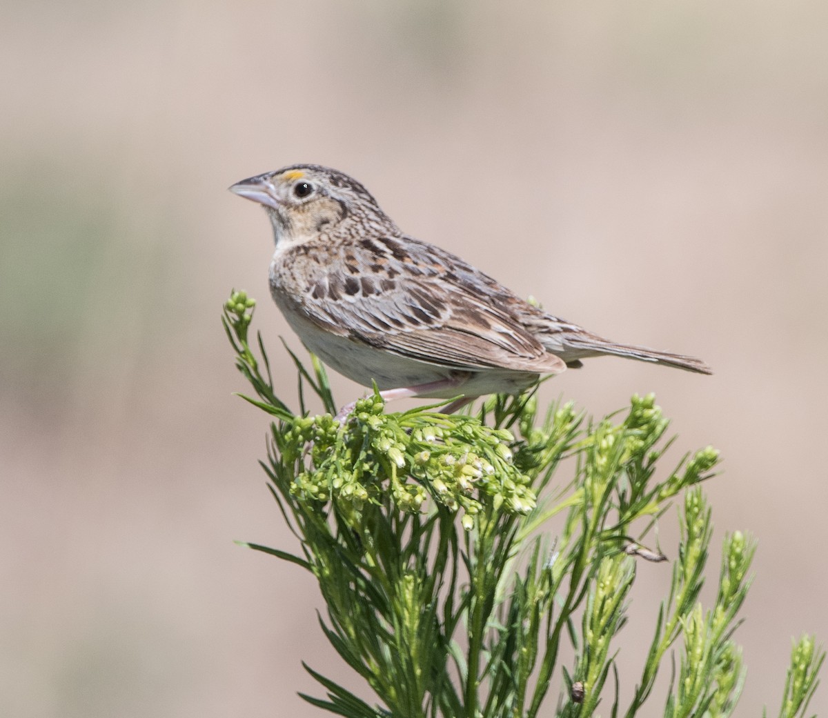 Grasshopper Sparrow - ML621293218