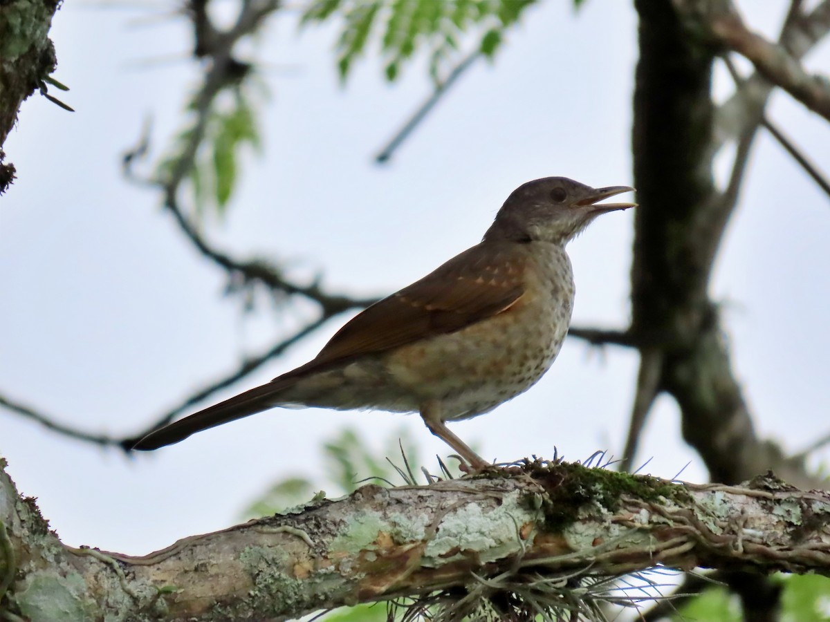 Pale-breasted Thrush - ML621293235