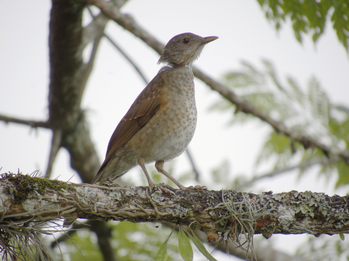 Pale-breasted Thrush - ML621293238