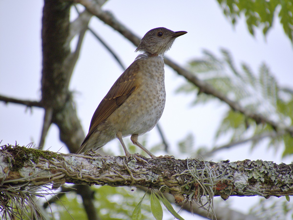 Pale-breasted Thrush - ML621293239
