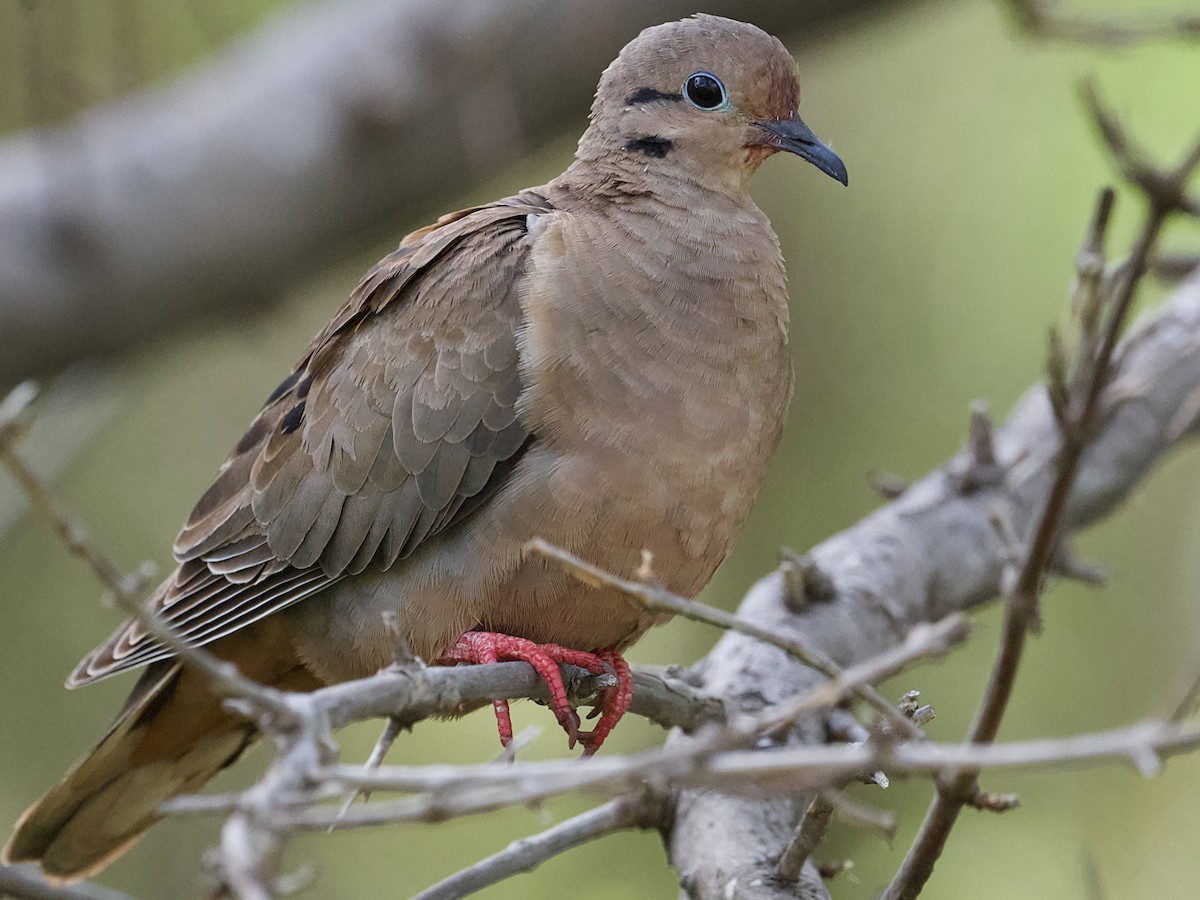 Eared Dove - ML621293259