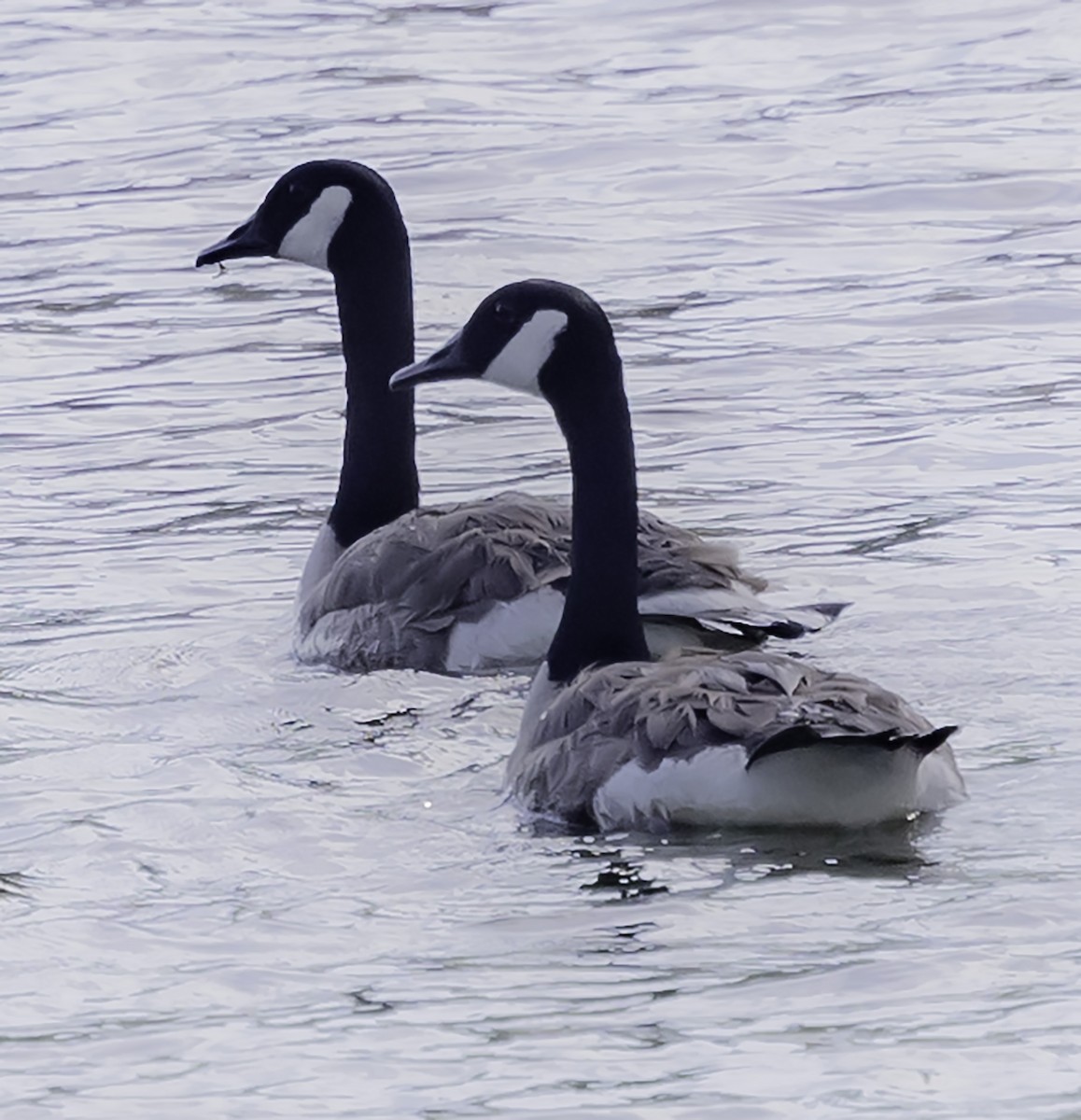 Canada Goose - David Muth