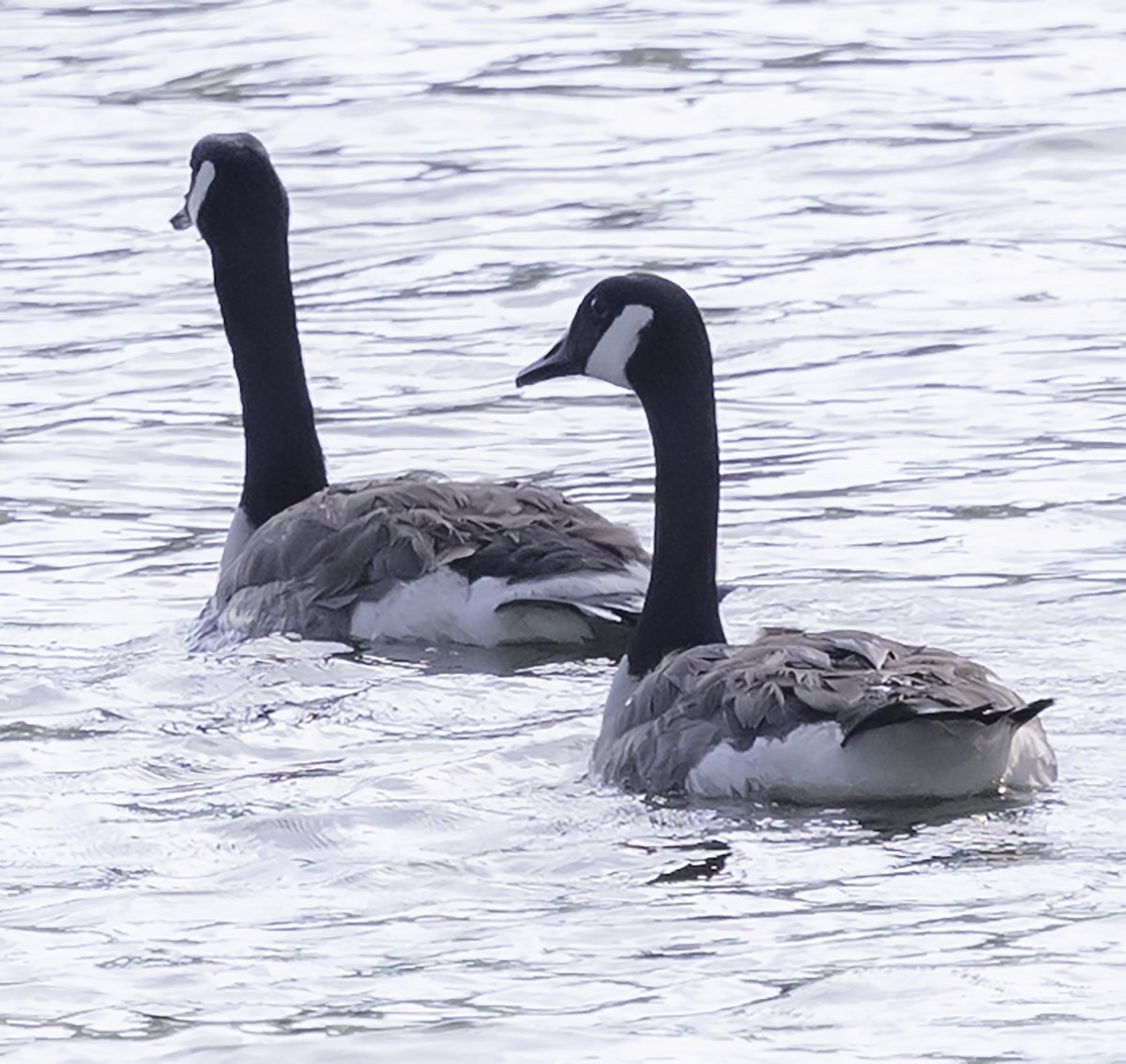 Canada Goose - David Muth