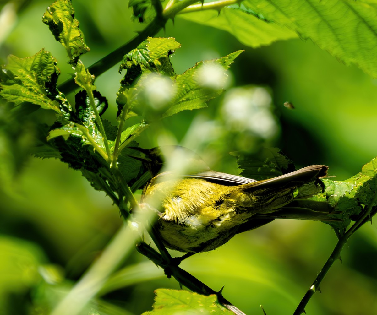 Orange-crowned Warbler - ML621293287