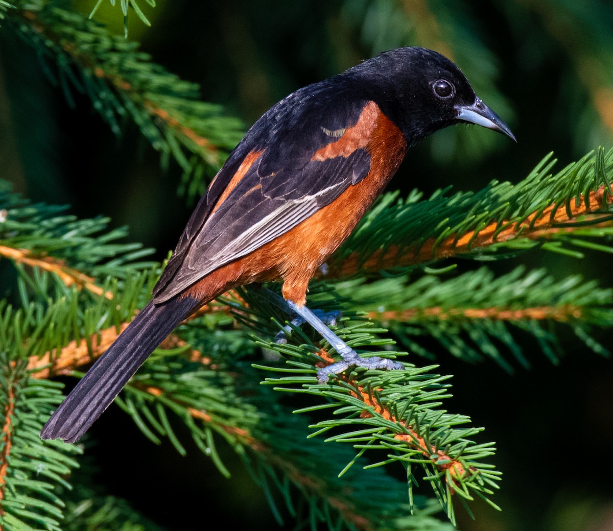 Orchard Oriole - ML621293341