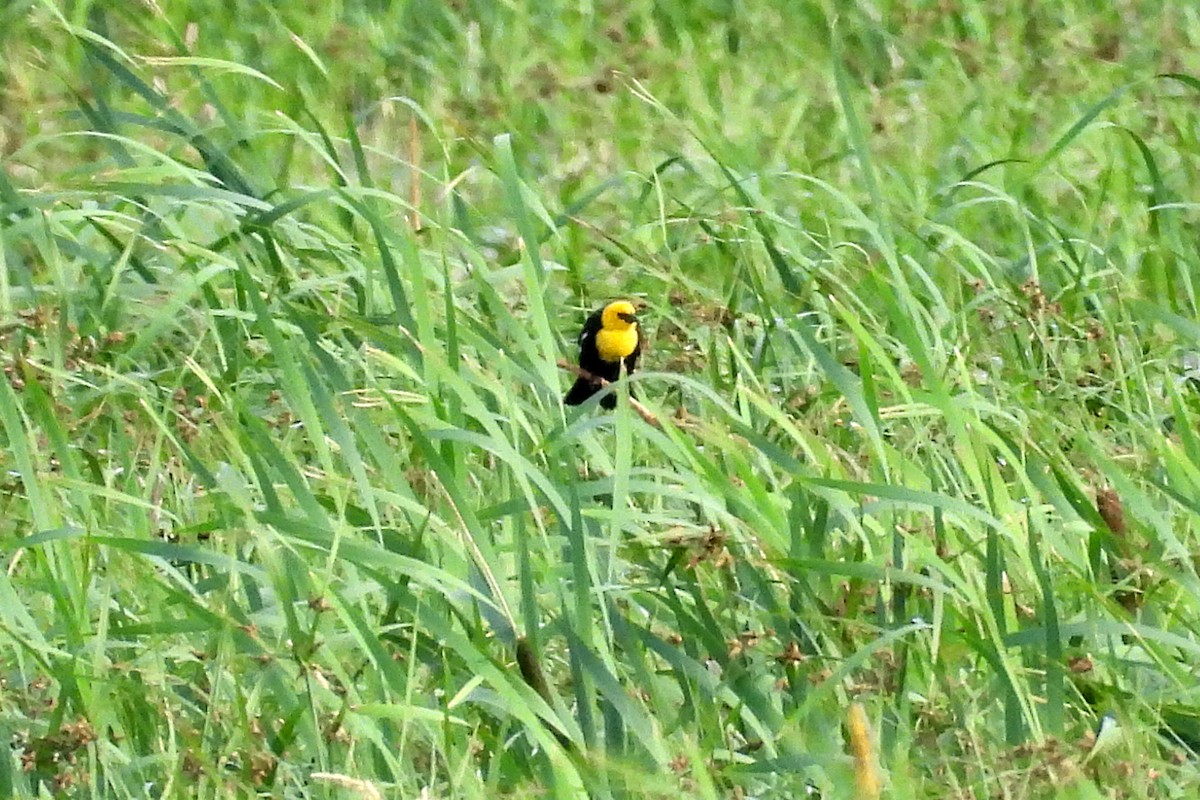 Yellow-headed Blackbird - ML621293345