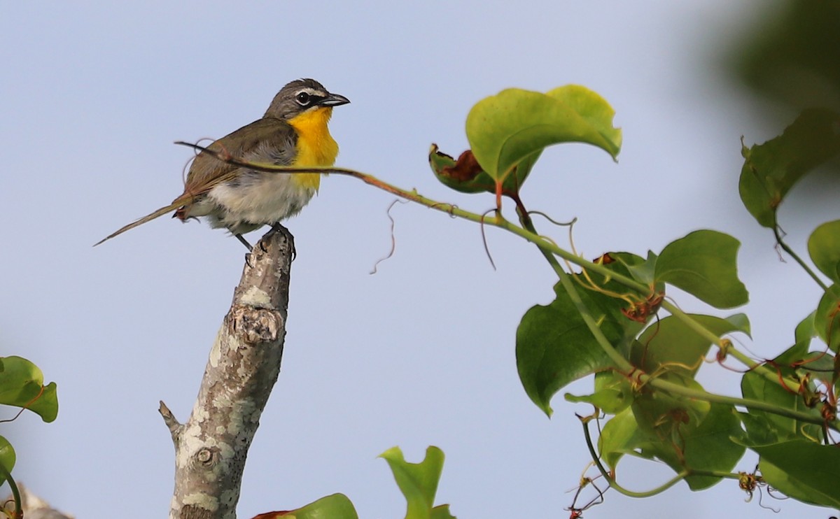 Yellow-breasted Chat - ML621293355