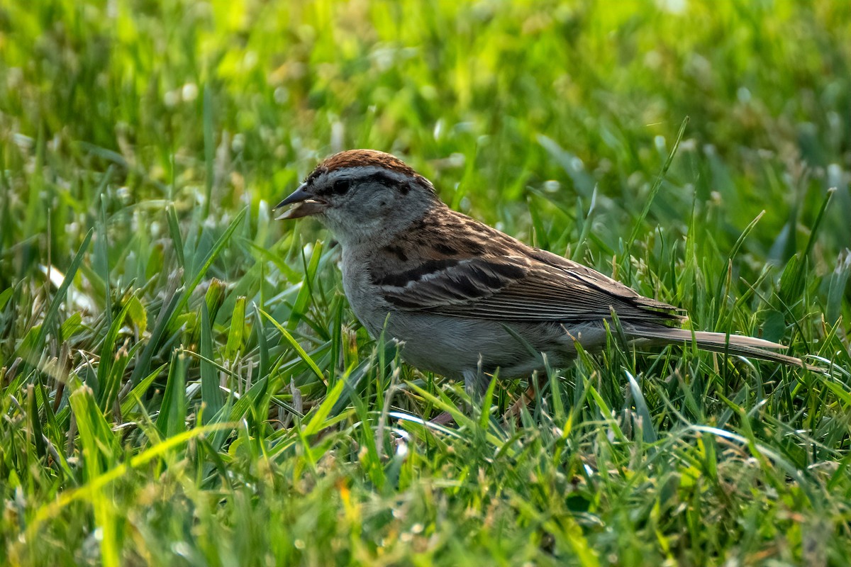 Chipping Sparrow - ML621293364