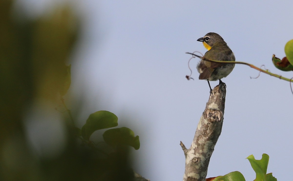 Yellow-breasted Chat - ML621293368