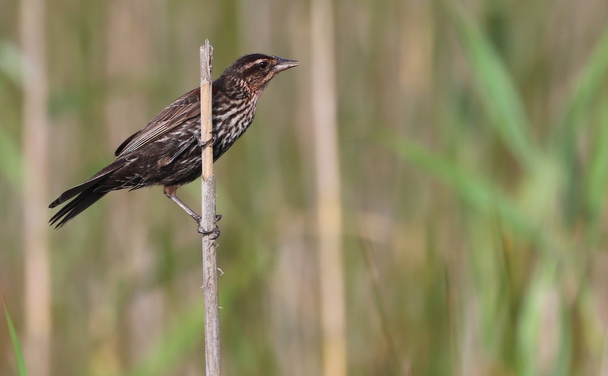 Red-winged Blackbird (Red-winged) - ML621293374