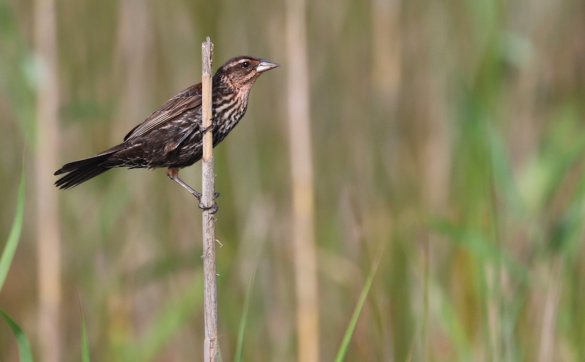 Red-winged Blackbird (Red-winged) - ML621293375