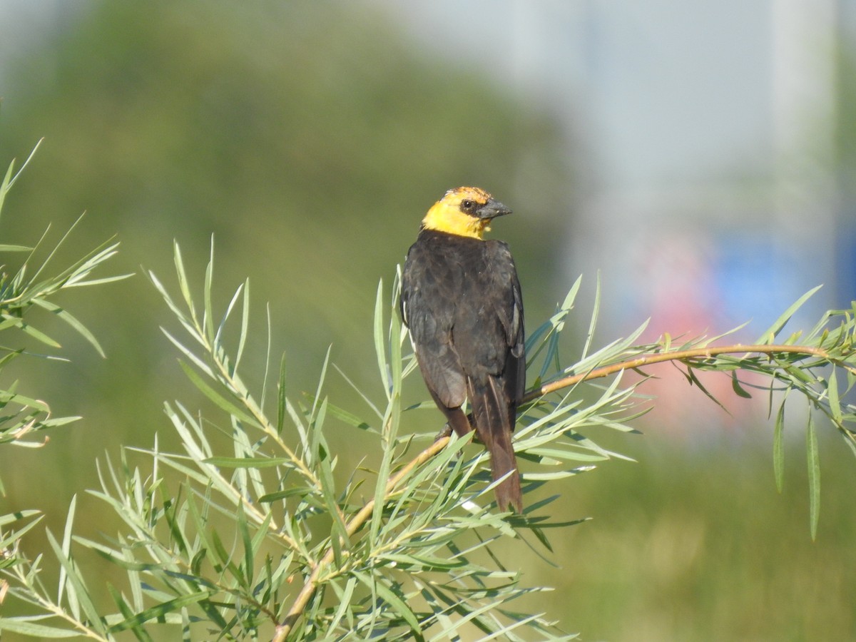 Yellow-headed Blackbird - ML621293409