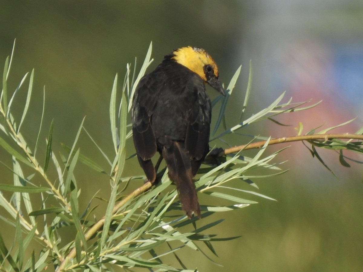 Yellow-headed Blackbird - ML621293410