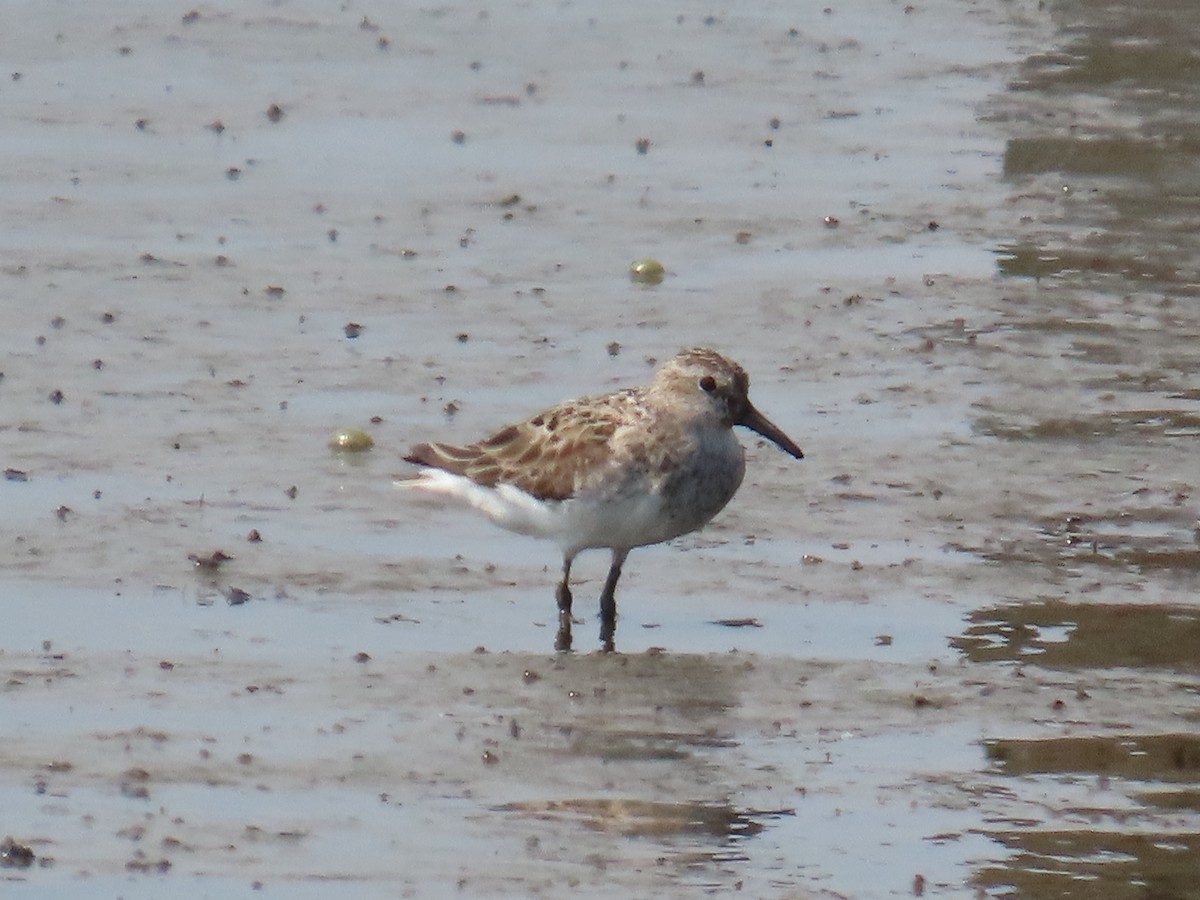 Semipalmated Sandpiper - ML621293423