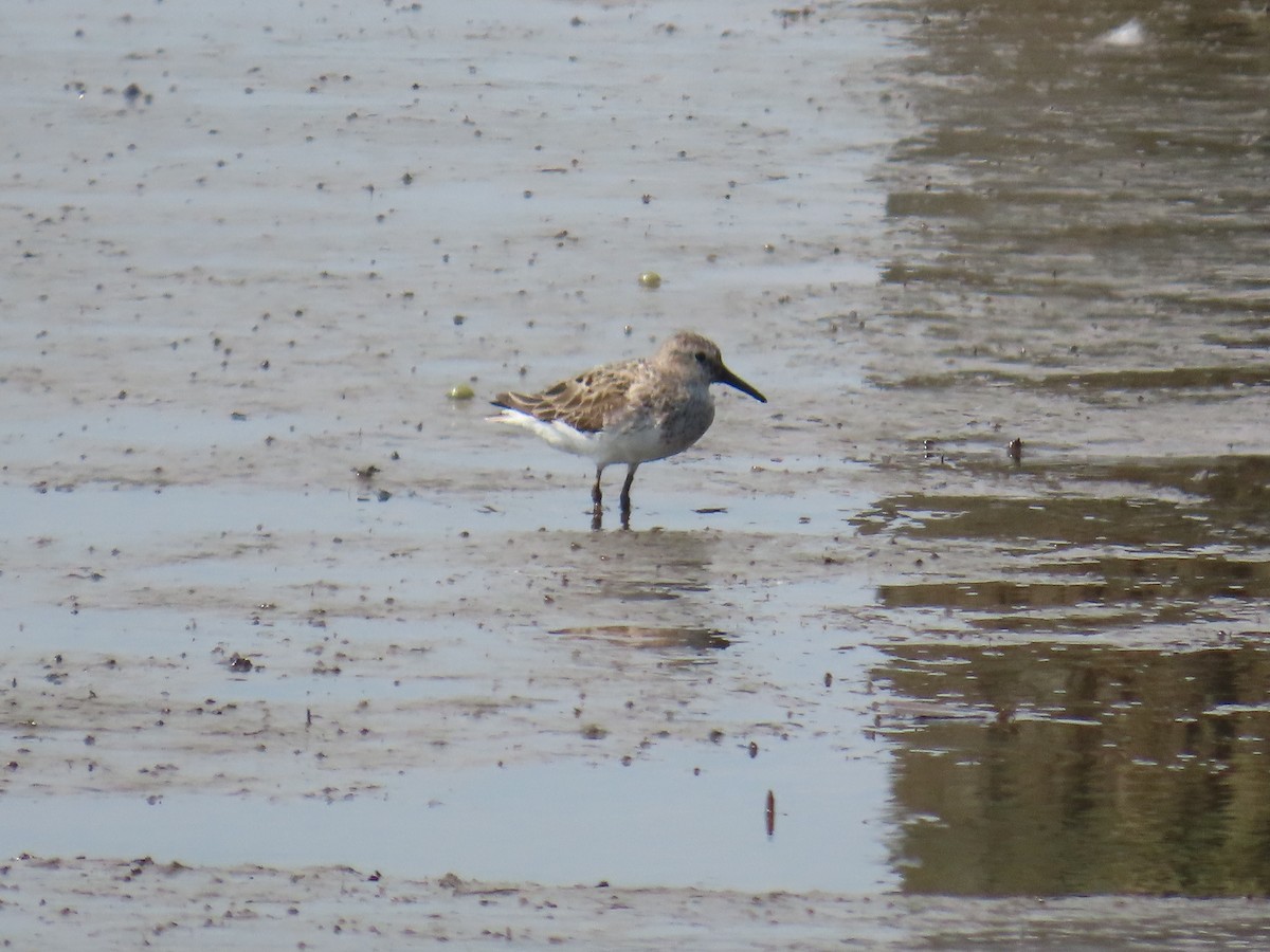 Semipalmated Sandpiper - ML621293424