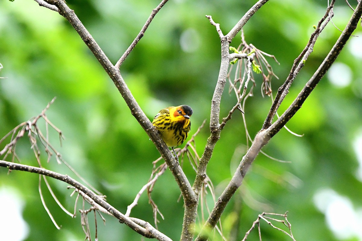 Cape May Warbler - ML621293456