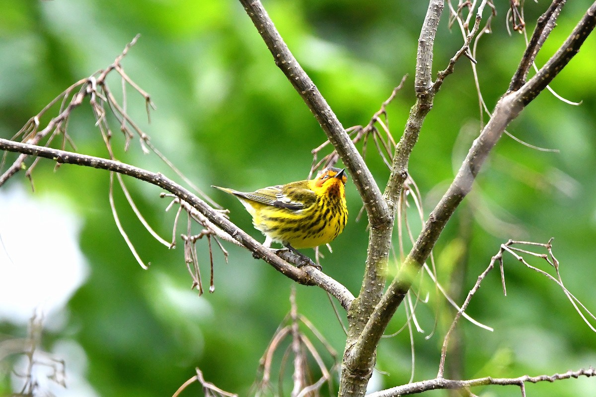 Cape May Warbler - ML621293457
