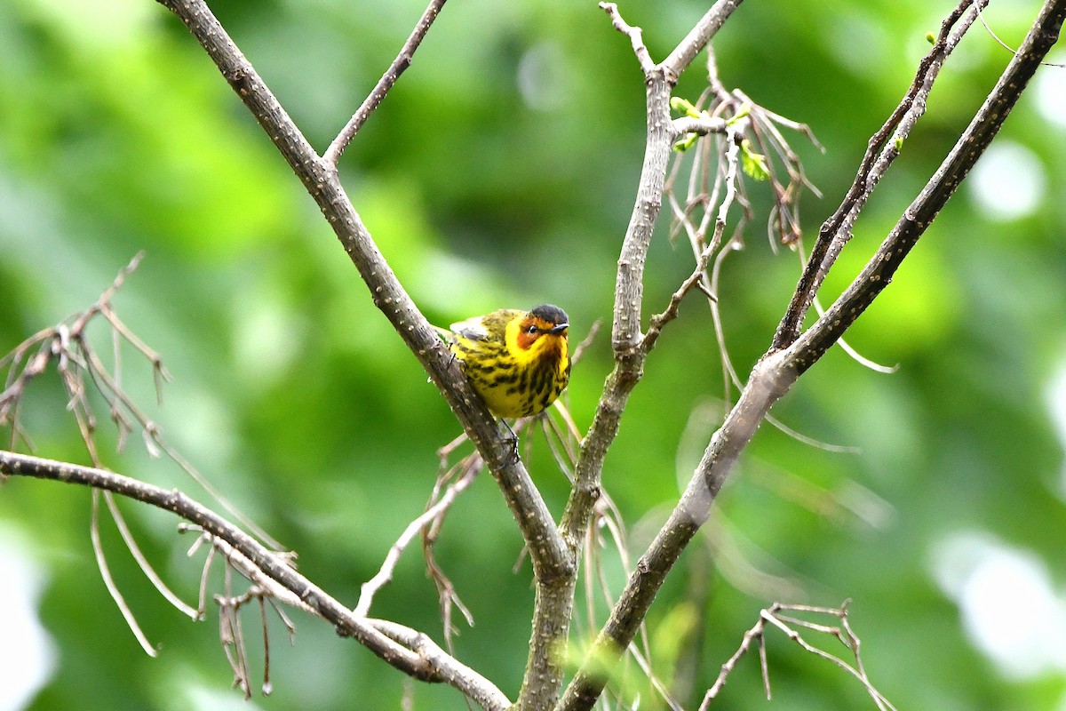 Cape May Warbler - ML621293458