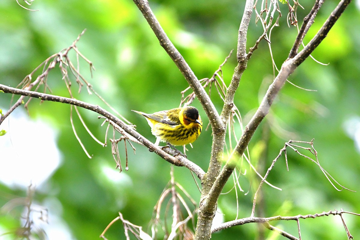 Cape May Warbler - ML621293459