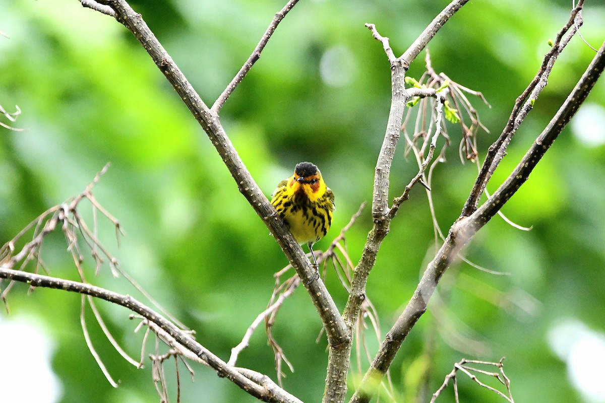 Cape May Warbler - ML621293460