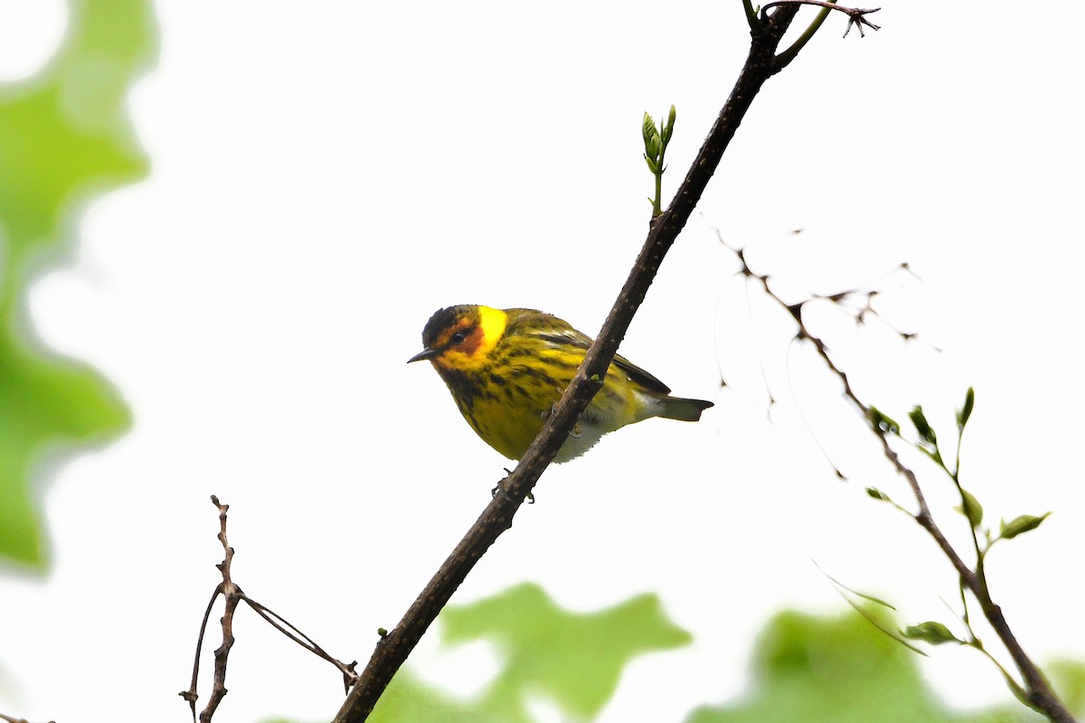 Cape May Warbler - ML621293474