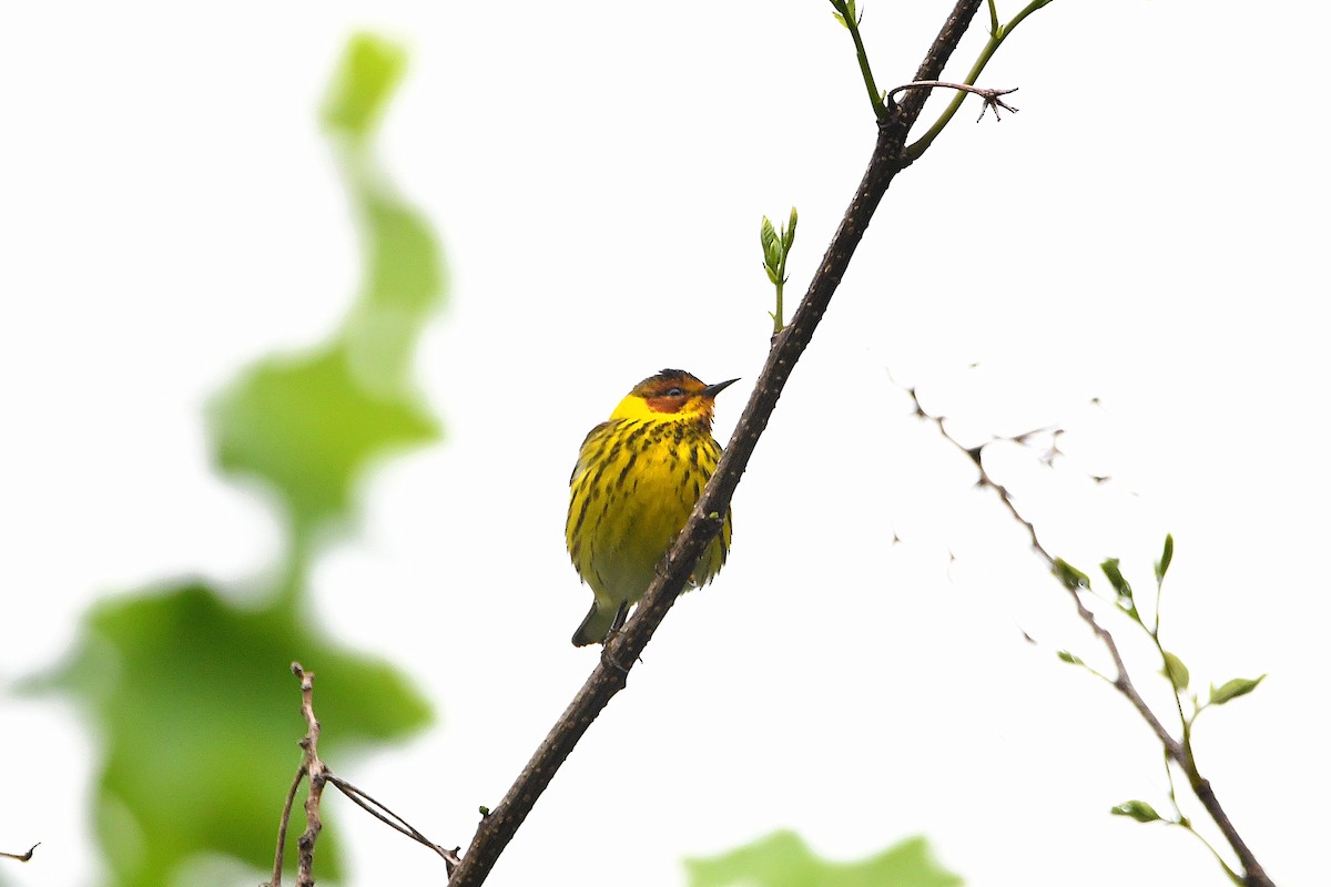 Cape May Warbler - ML621293475