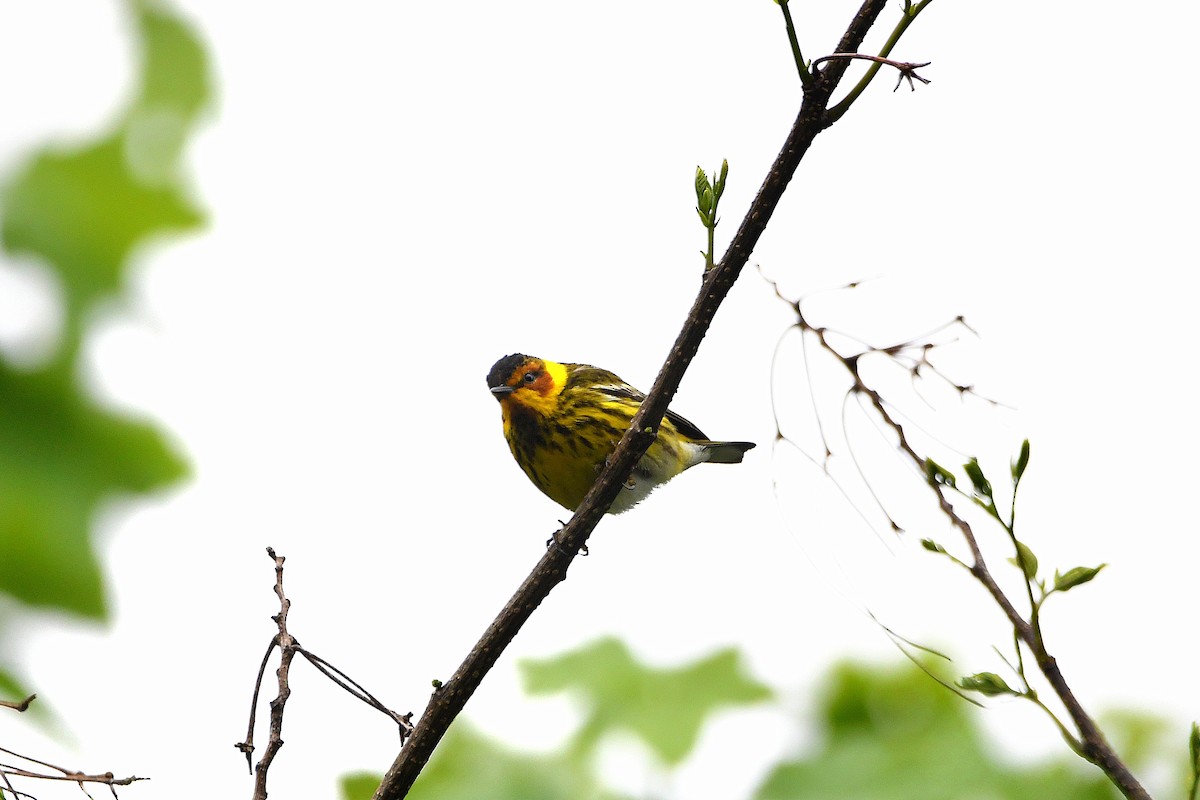 Cape May Warbler - ML621293476