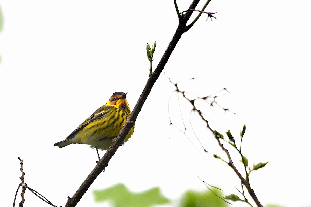 Cape May Warbler - ML621293477