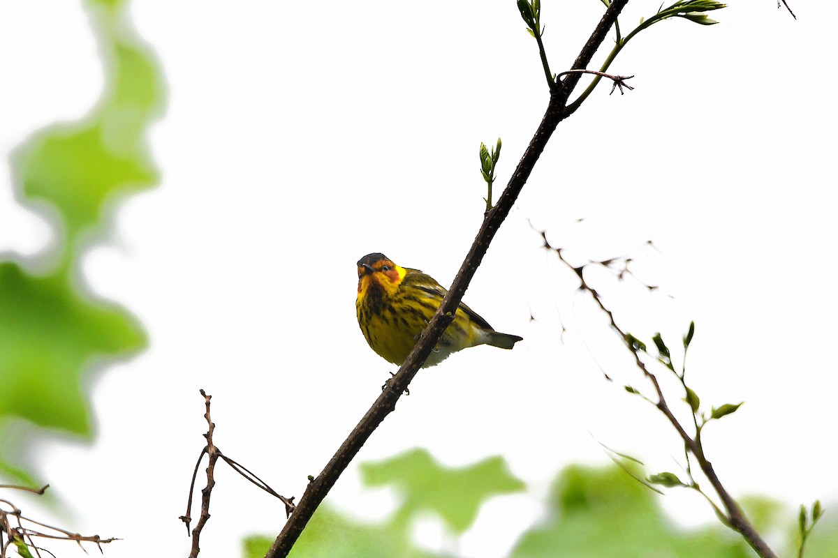 Cape May Warbler - ML621293478