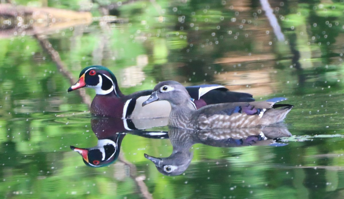 eBird Checklist - 16 Apr 2024 - Mead Botanical Gardens - 27 species