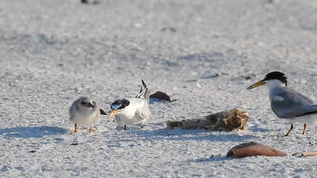 Least Tern - ML621293504