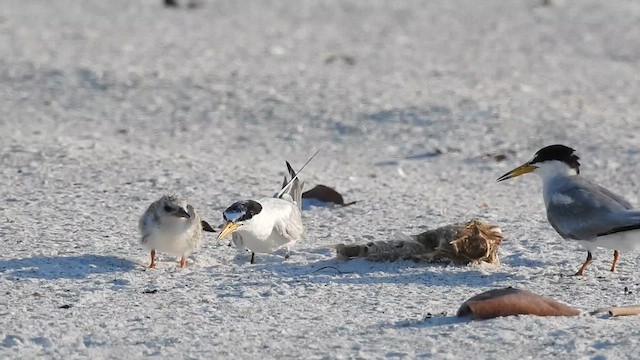 Least Tern - ML621293504