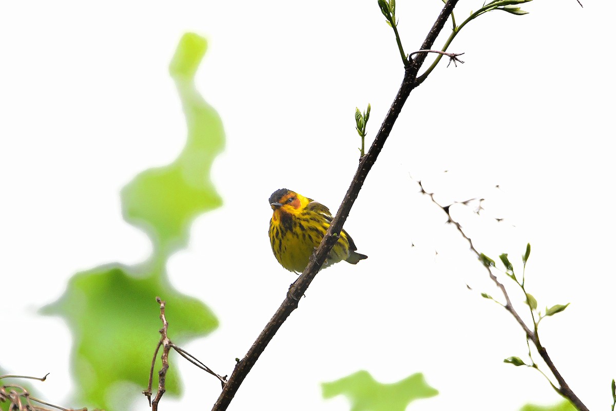 Cape May Warbler - ML621293507