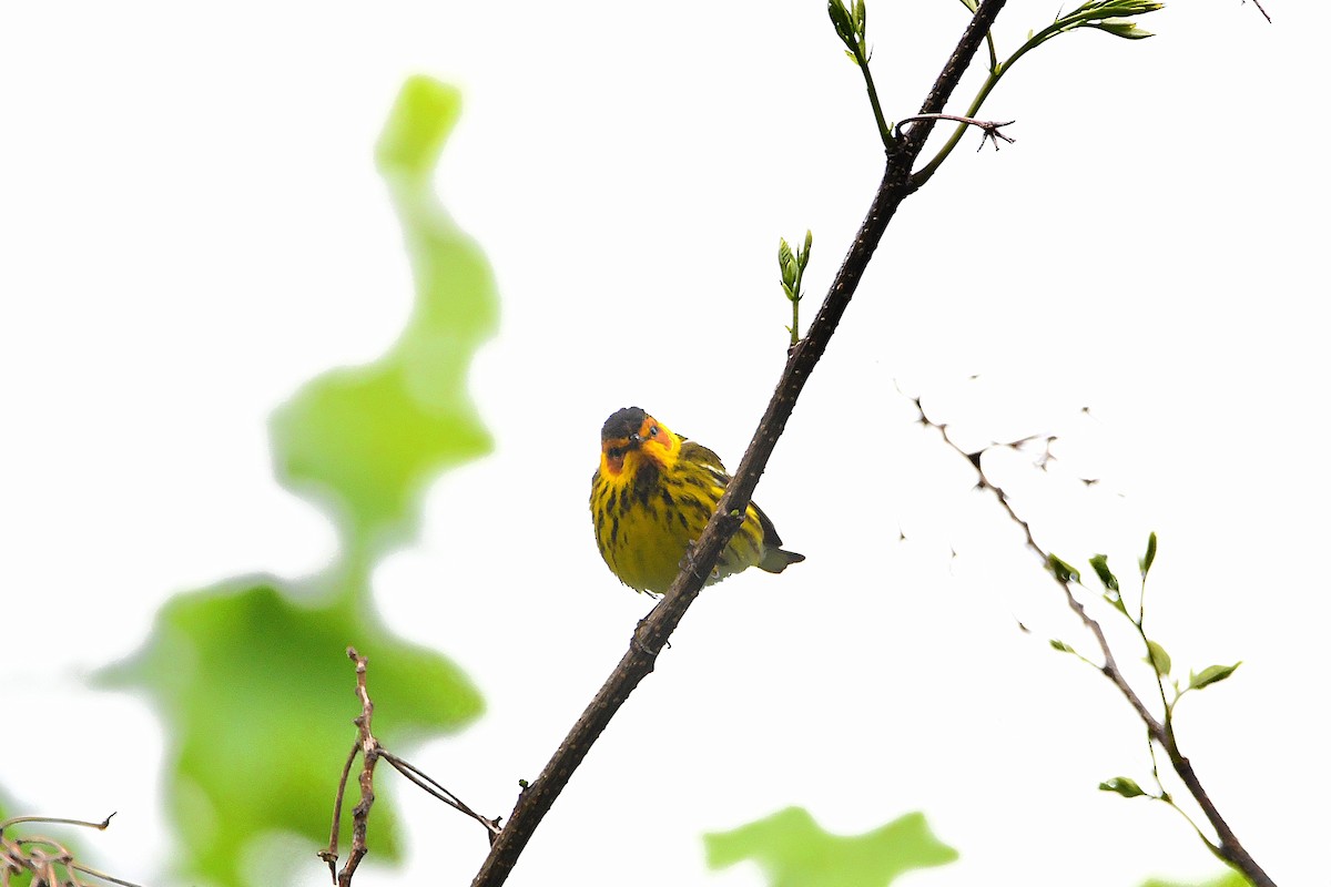 Cape May Warbler - ML621293508
