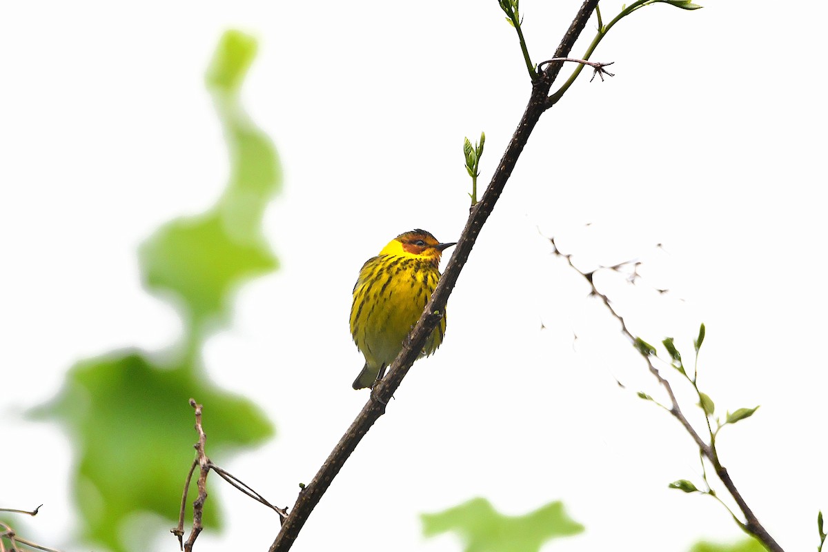 Cape May Warbler - ML621293509
